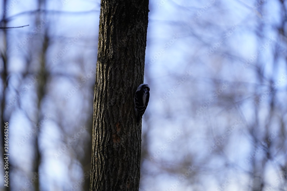 Woodpecker pecking away at a tress Woodpecker pecking away at a tress
