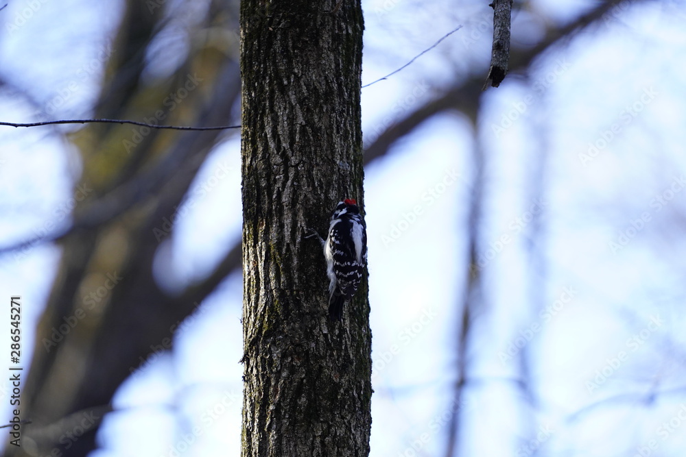 Fototapeta premium Woodpecker pecking away at a tress