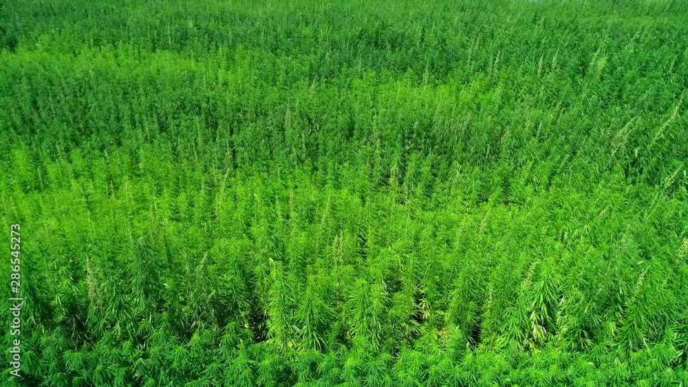 Aerial view of a field of unripened green licensed organic technical hemp at the sunny day. Weed is sustainable commodity. Industrial cannabis. 4K drone footage. Aerial view of a field of unripened green licensed organic technical hemp at the sunny day. Weed is sustainable commodity. Industrial cannabis. 4K drone footage.