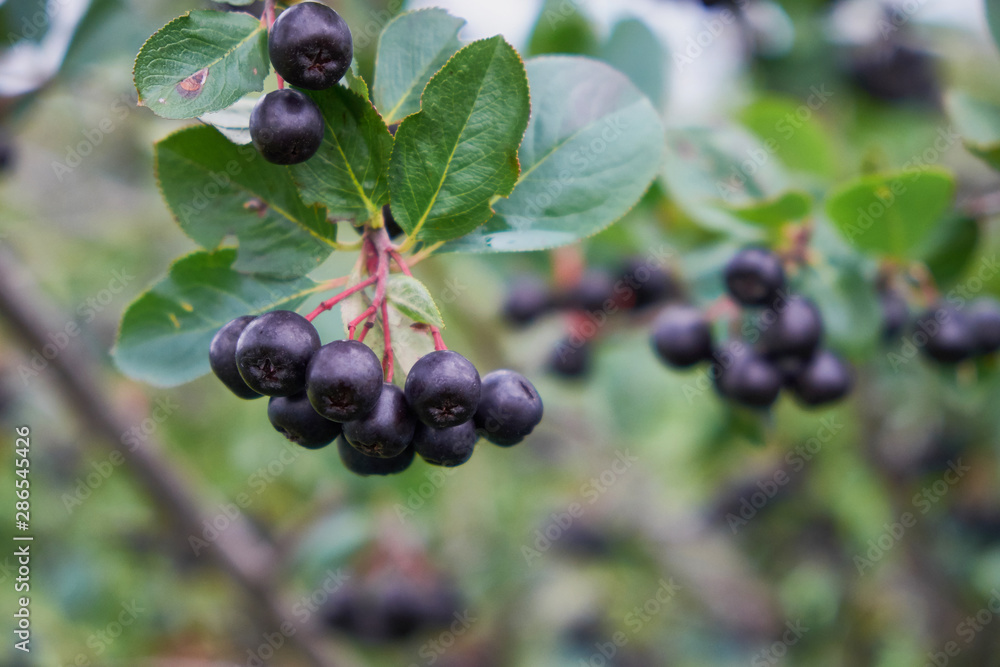 ripe berries of chokeberry Aronia on the branches of bushes on a rainy day ripe berries of chokeberry Aronia on the branches of bushes on a rainy day