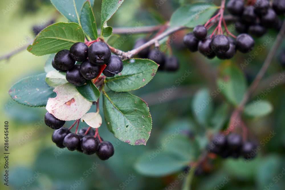 ripe berries of chokeberry Aronia on the branches of bushes on a rainy day ripe berries of chokeberry Aronia on the branches of bushes on a rainy day