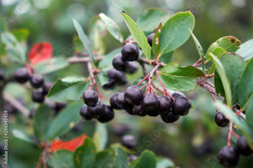 ripe berries of chokeberry Aronia on the branches of bushes on a rainy day