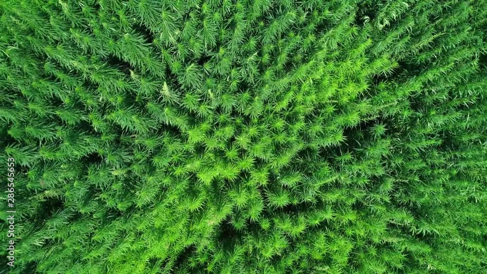 Aerial view of a field of unripened green licensed organic technical hemp at the sunny day. Vertical tracking shot. Weed is sustainable commodity. Industrial cannabis. 4K drone footage. Aerial view of a field of unripened green licensed organic technical hemp at the sunny day. Vertical tracking shot. Weed is sustainable commodity. Industrial cannabis. 4K drone footage.