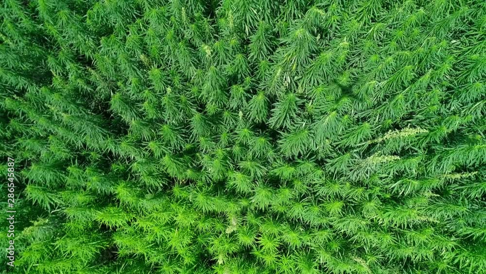 Aerial view of a field of unripened green licensed organic technical hemp at the sunny day. Vertical tracking shot. Weed is sustainable commodity. Industrial cannabis. 4K drone footage. Aerial view of a field of unripened green licensed organic technical hemp at the sunny day. Vertical tracking shot. Weed is sustainable commodity. Industrial cannabis. 4K drone footage.