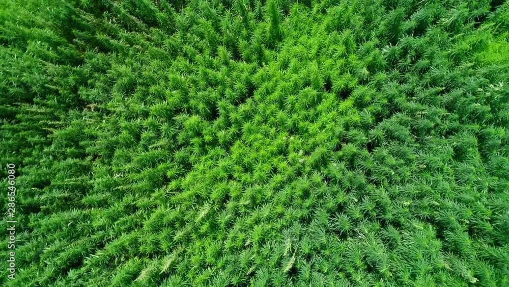 Aerial view of a field of unripened green licensed organic technical hemp at the sunny day. Vertical tracking shot. Weed is sustainable commodity. Industrial cannabis. 4K drone footage.