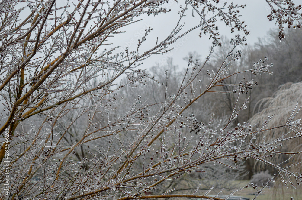 Fototapeta premium Frozen tree in the winter