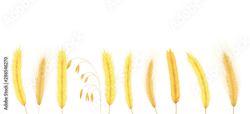Banner with different types of cereals and copy space. Wheat. Cereal crop or harvest