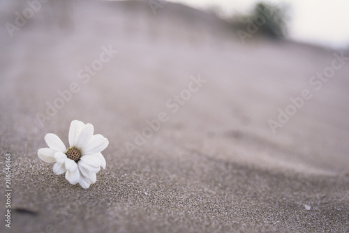 A delicate white plant grows among the sand of the desert dunes like a strange miracle.