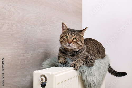 Cute tabby cat on heating radiator with faux fur rug near light wooden wall