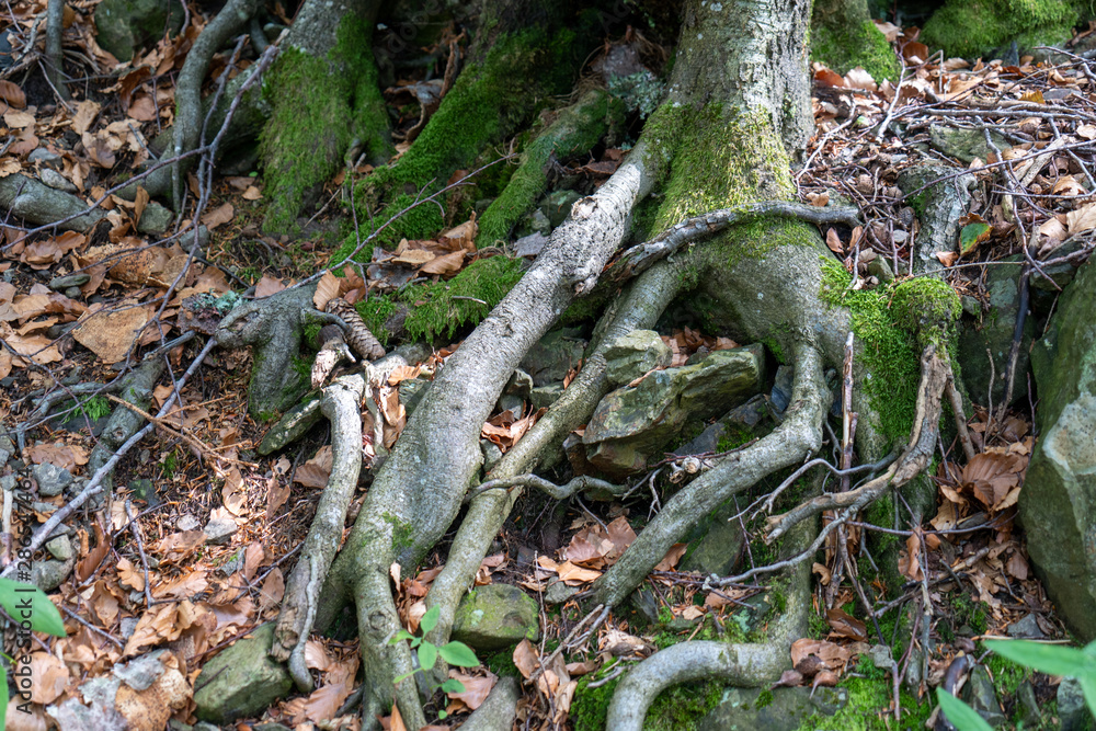 Obraz premium Schwarzwald im Hochsommer
