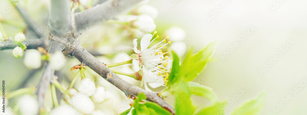 Beautiful macro of white small wild apple flowers on tree branches with green leaves. Amazing spring nature. Natural floral background. Web banner header for website.