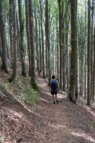 Schwarzwald im Hochsommer