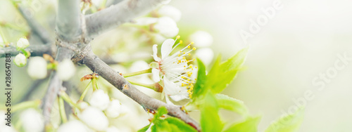 Beautiful macro of white small wild apple flowers on tree branches with green leaves. Amazing spring nature. Natural floral background. Web banner header for website.