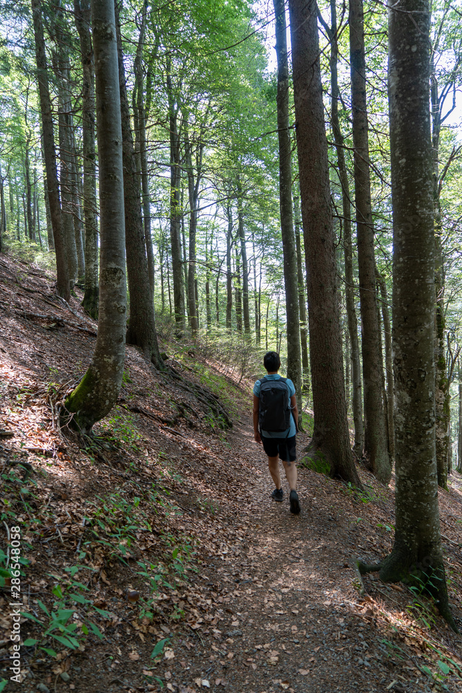 Schwarzwald im Hochsommer