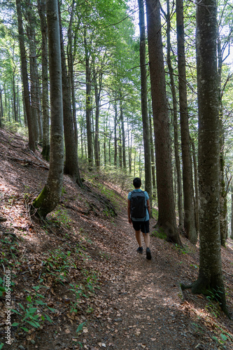 Schwarzwald im Hochsommer