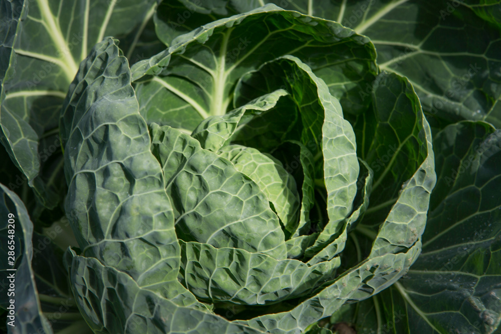 Sprouts. Polder Netherlands. Agriculture. Vegetables Sprouts. Polder Netherlands. Agriculture. Vegetables