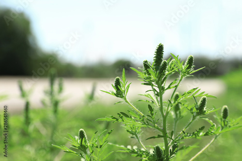 Blooming ragweed plant  Ambrosia genus  outdoors  space for text. Seasonal allergy