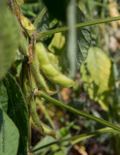 Growing Soja beans