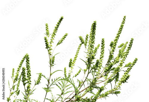 Blooming ragweed plant  Ambrosia genus  on white background. Seasonal allergy