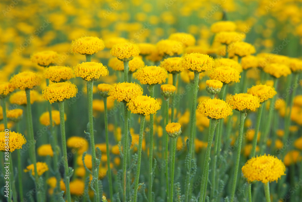 Obraz premium Helichrysum flowers on green nature blurred background. Yellow flowers for herbalism in meadow in Europe. Medicinal herb.