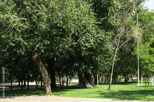 Summer park with trees  green grass and tile tracks. Sunny weather