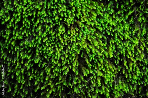 green tree moss