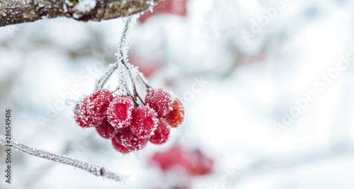 Snow covered red viburnum berries on light blurred background_