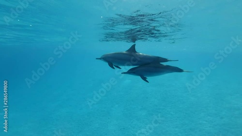 Family of dolphins, mother and juvenile dolphin slowly swim alongside under surface of blue water in the morning sun rays. Slow motion, Underwater shot. Spinner Dolphin (Stenella longirostris)   photo