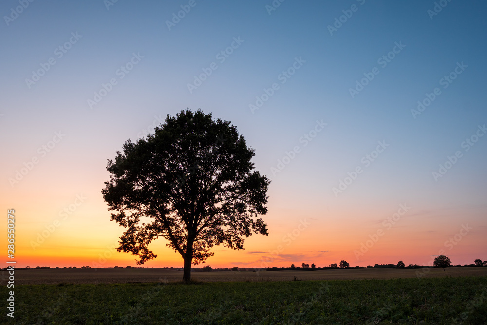 Silhouette of lonely Tree on a field at sunset in front of clear sky, Schleswig-Holstein