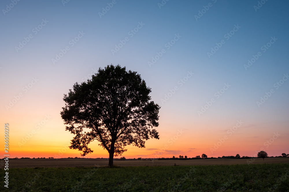 Silhouette of lonely Tree on a field at sunset in front of clear sky, Schleswig-Holstein Silhouette of lonely Tree on a field at sunset in front of clear sky, Schleswig-Holstein