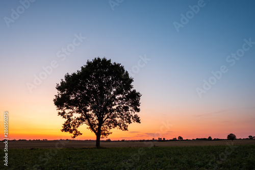 Silhouette of lonely Tree on a field at sunset in front of clear sky  Schleswig-Holstein
