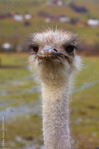 Curious ostrich in the zoo in closeup