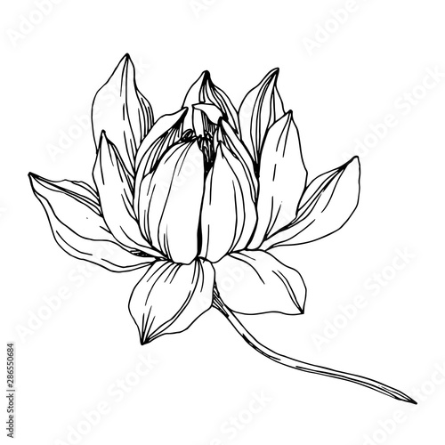 Vector Lotus floral botanical flowers. Black and white engraved ink art. Isolated lotus illustration element.