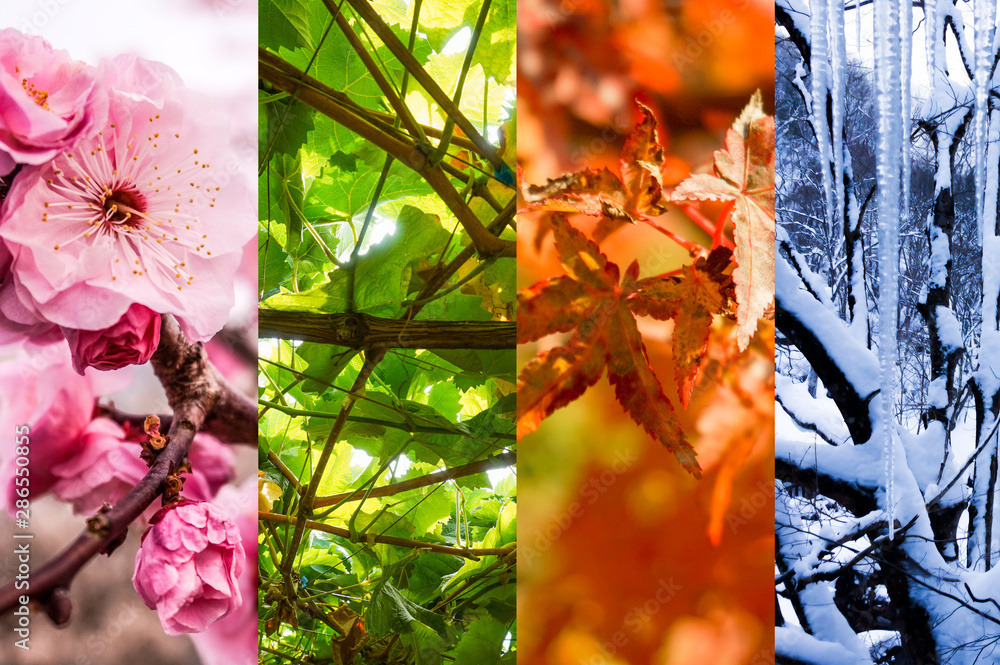 春夏秋冬のコラージュ背景画像 Stock Photo Adobe Stock 春夏秋冬のコラージュ背景画像 Stock Photo Adobe Stock
