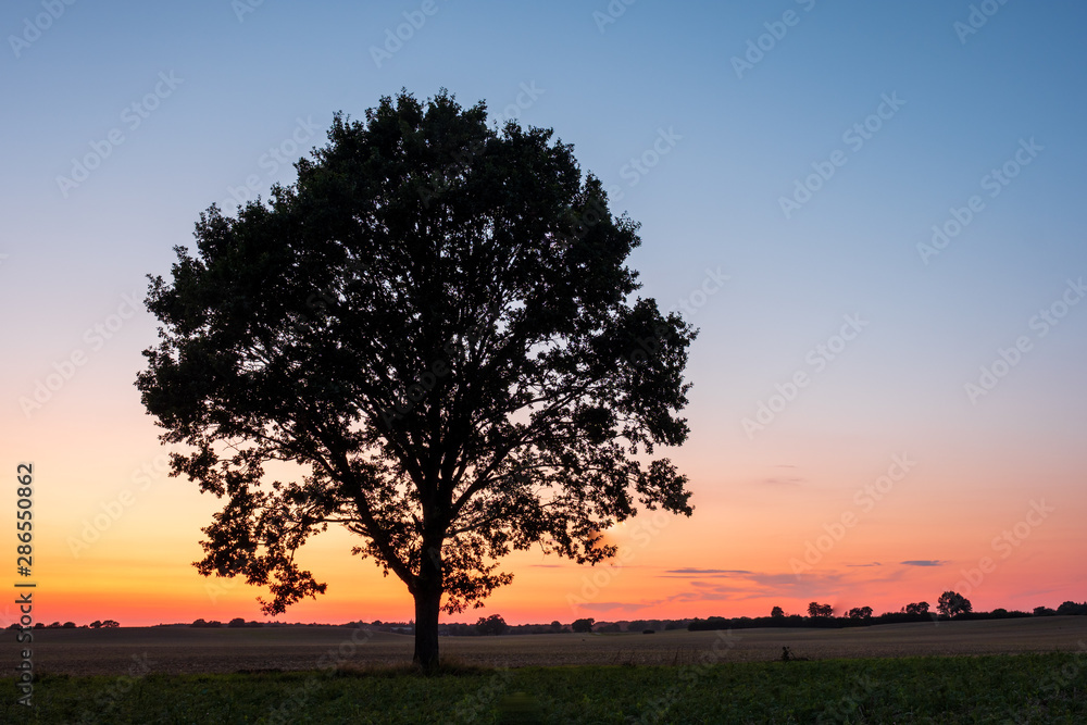 Silhouette of single Tree on a field at sunset in front of clear sky, Schleswig-Holstein Silhouette of single Tree on a field at sunset in front of clear sky, Schleswig-Holstein