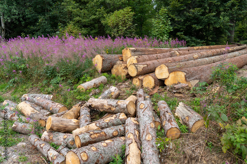 Schwarzwald im Hochsommer photo