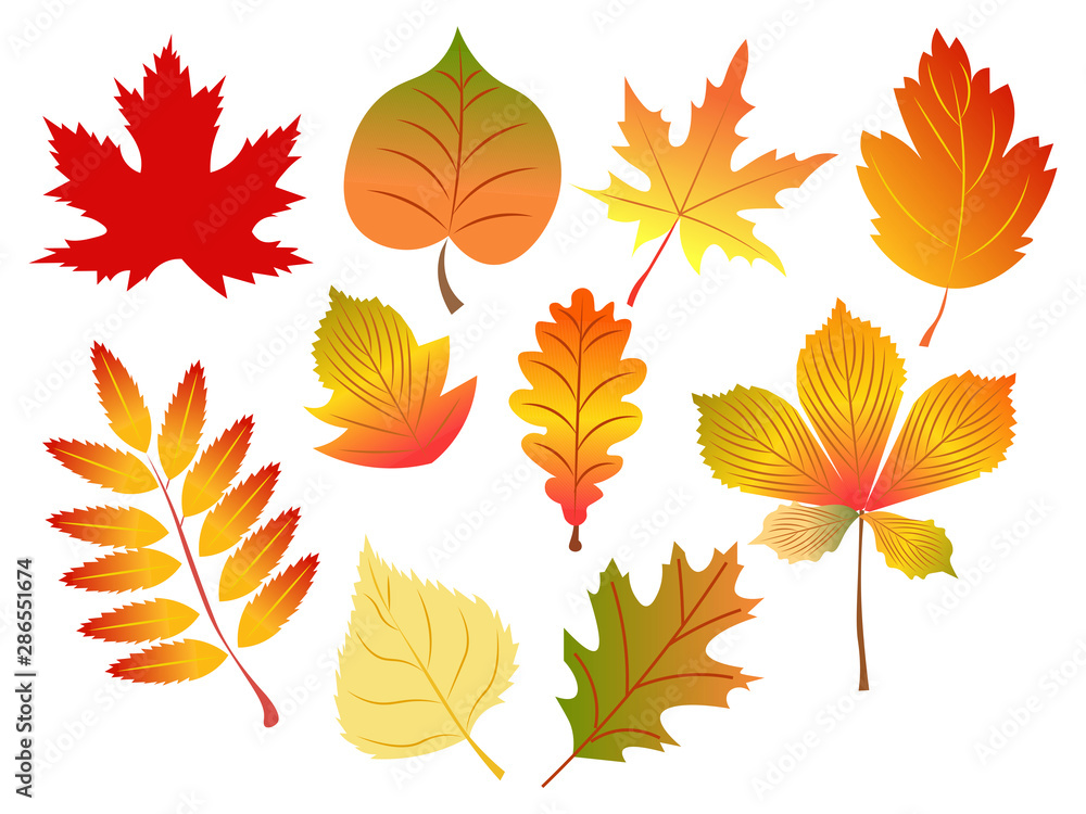 Set of autumn leaves on a white background, isolated. In minimalist style. Cartoon flat vector Set of autumn leaves on a white background, isolated. In minimalist style. Cartoon flat vector