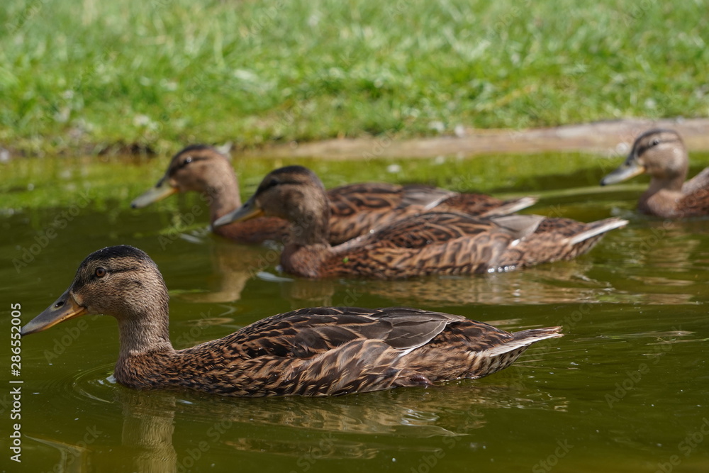 Fototapeta premium a flock of gray ducks floating on green water for food,
