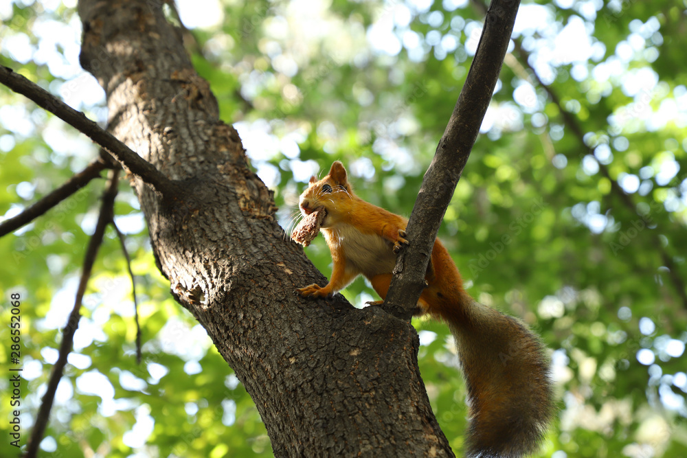 Red squirrel on a tree in a city park