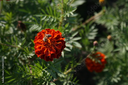 red flower in garden