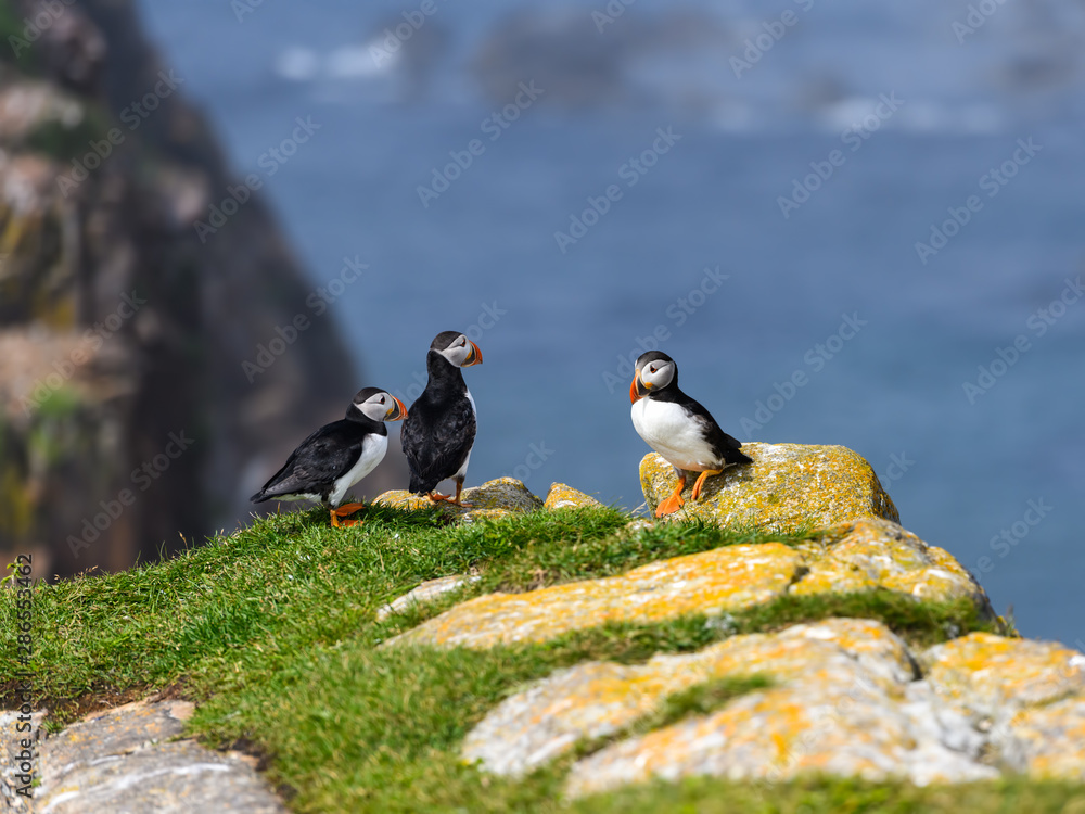 Fototapeta premium Three Atlantic Puffin Standing on Cliff Ledge against Blue Ocean Water Background