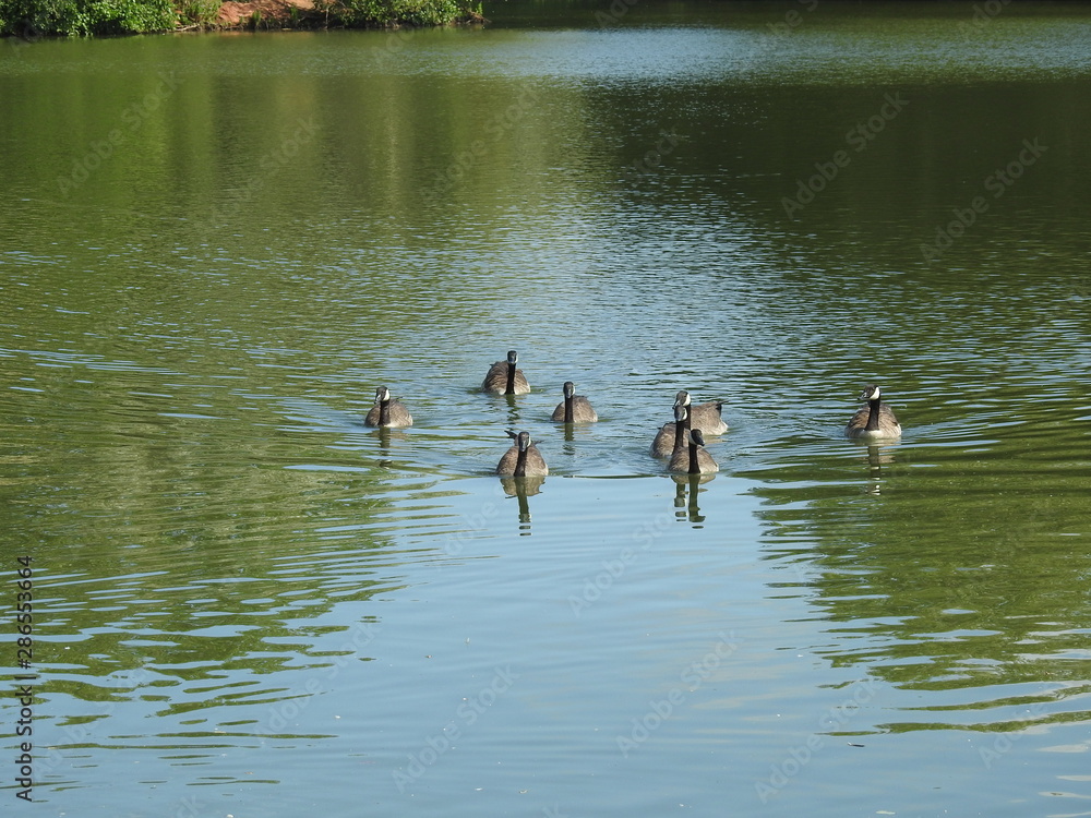 landscapes with water and birds landscapes with water and birds