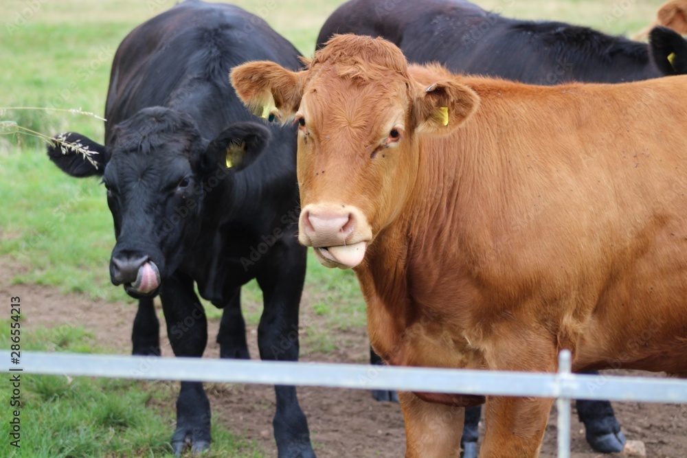 brown cows and black cows brown cows and black cows