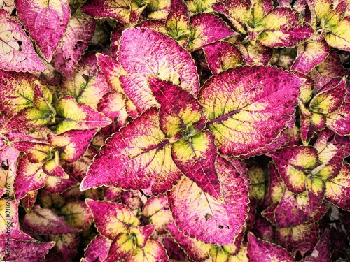 Colours of Nature