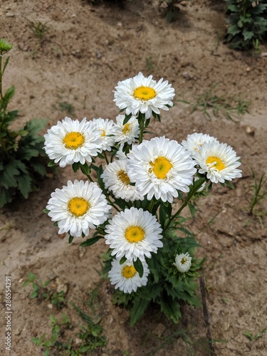 Unpicked White Flowers 