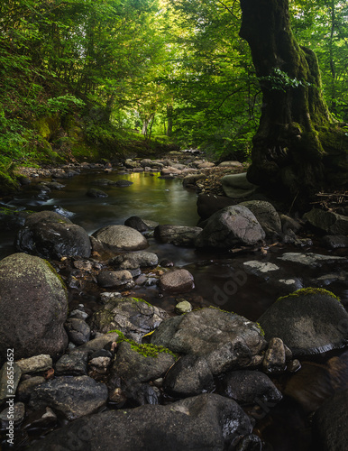 Small river and mossy rocks in a green forest. Peaceful landscape scene.