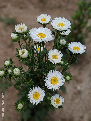 Daisies Unpicked.