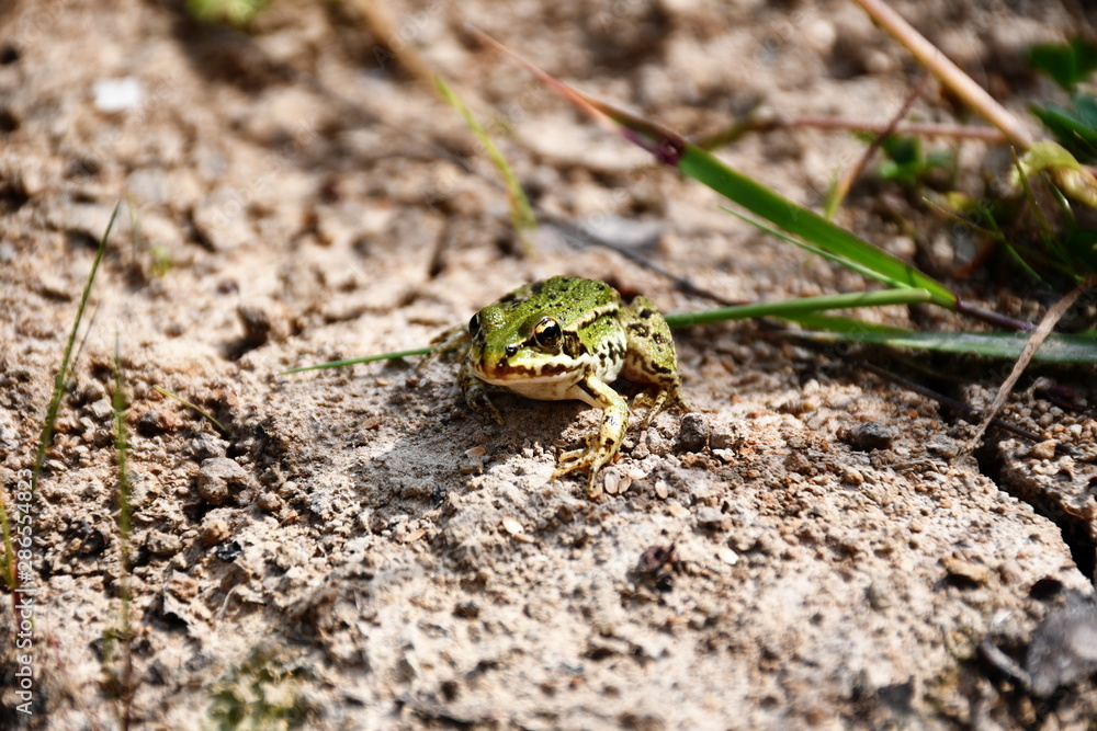 Obraz premium Frosch