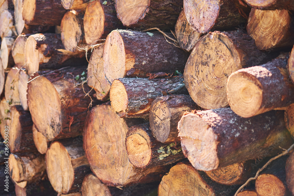 Many logs filling the frame Many logs filling the frame