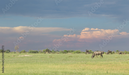 Wildebeest grazing in the Okavango Delta at sunset